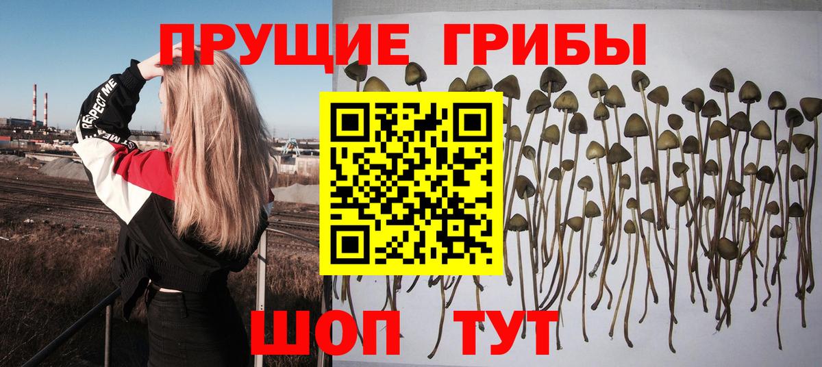Шахты  цена   Вход с VPN  Псилоцибиновые грибы мухоморы  Псилоцибиновые грибы прущие грибы 